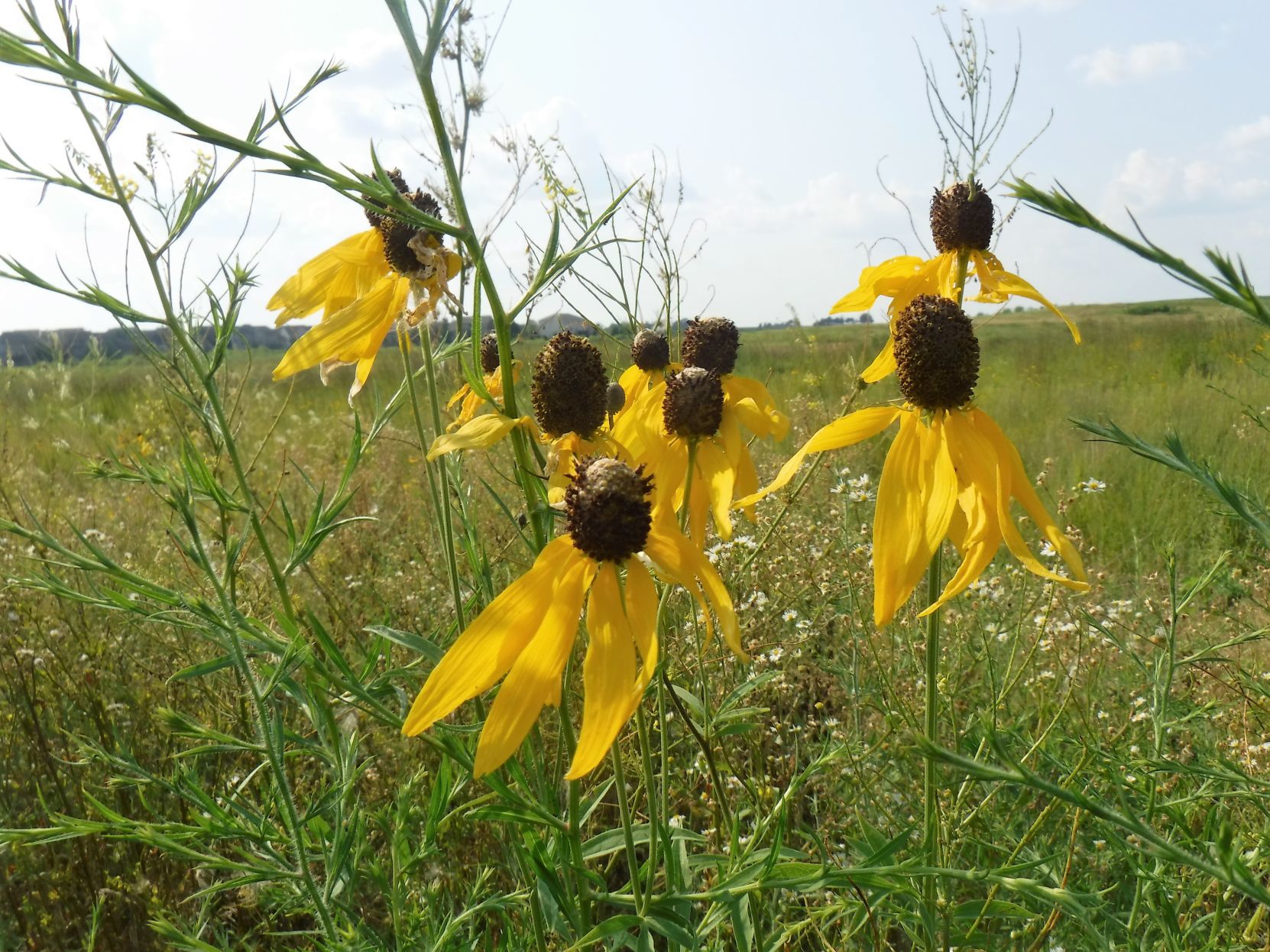 082519-blm-lif-5greenways